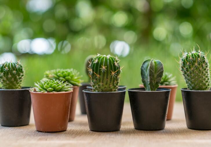 永康風水先生分享辦公室5種綠植風水