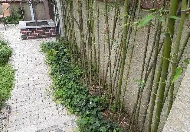 永康風(fēng)水師分享后花園植物風(fēng)水